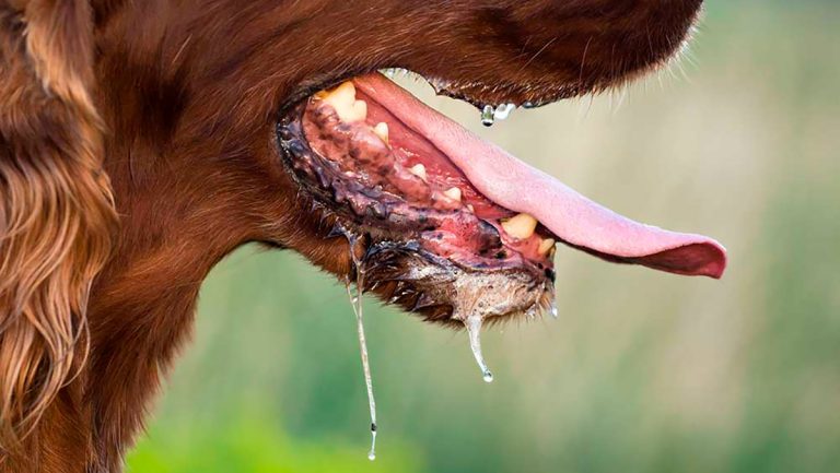 Rabies Vaccine Shortage Sends More Patients to Shukraraj Hospital