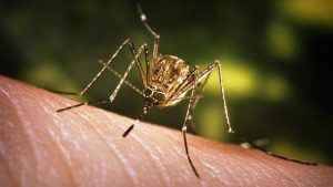 Japanese Encephalitis Cases Rise in Nepal, Authorities Urge Immediate Hospital Care